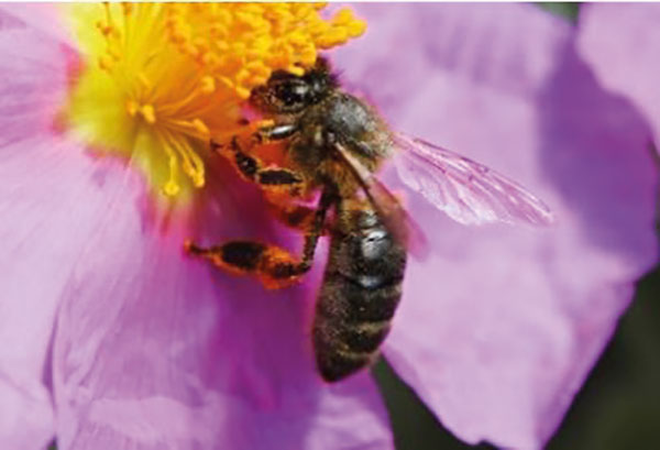 Apis mellifera mellifera